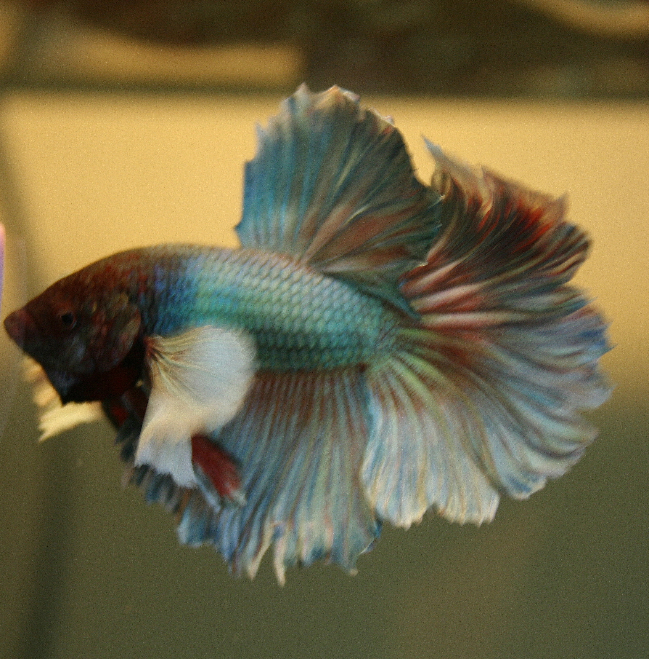 Mon Rosetail BE 010-460fd23